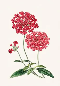 Floral Theme Prints: Colorful Flowers: vintage-style flower illustration on a light beige background
