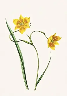 Captivating Prints: Colorful Flowers: vintage-style flower illustration on a light beige background