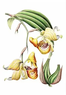 Colorful Flowers: vintage-style flower illustration on a white background