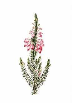 Colorful Flowers: vintage-style flower illustration on a white background