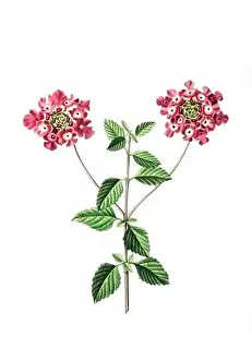 Floral Theme Prints: Colorful Flowers: vintage-style flower illustration on a white background