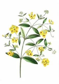 Floral Theme Prints: Colorful Flowers: vintage-style flower illustration on a white background