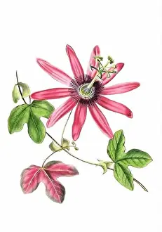 Floral Theme Prints: Colorful Flowers: vintage-style flower illustration on a white background