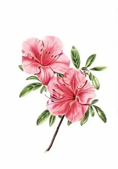 Captivating Prints: Colorful Flowers: vintage-style flower illustration on a white background