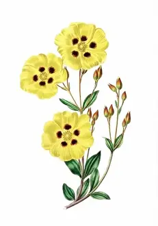 Captivating Prints: Colorful Flowers: vintage-style flower illustration on a white background