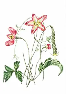 Floral Theme Prints: Colorful Flowers: vintage-style flower illustration on a white background