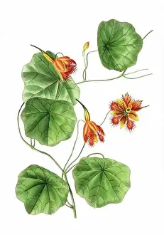 Captivating Prints: Colorful Flowers: vintage-style flower illustration on a white background