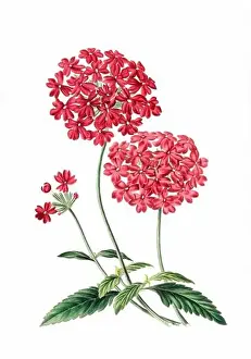 Floral Theme Prints: Colorful Flowers: vintage-style flower illustration on a white background