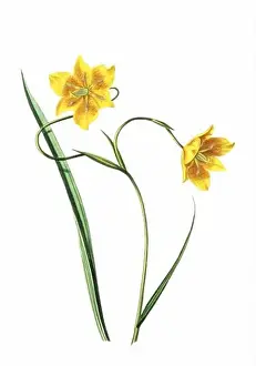 Floral Theme Prints: Colorful Flowers: vintage-style flower illustration on a white background