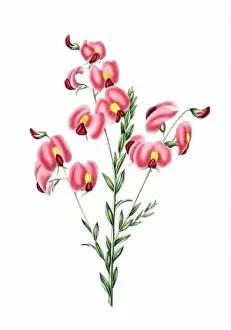 Floral Theme Prints: Colorful Flowers: vintage-style flower illustration on a white background