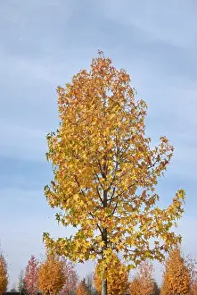 Herbal Medicine Prints: colorful foliage of Liquidambar styraciflua tree in autumn