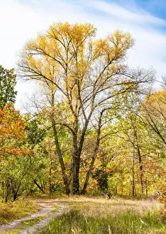 Forest Green Prints: Colorful forest in Ukraine during a sunny autumn day