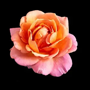 Colorful still life macro of a single isolated pink orange colored open rose blossom