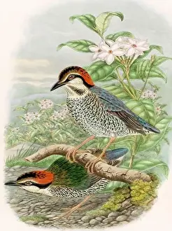 A colorful and lively watercolor painting showcasing brightly colored birds that forage on the forest floor