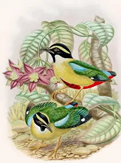 Artistic Expression Prints: A colorful and lively watercolor painting showcasing brightly colored birds that forage on the forest floor