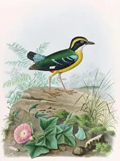 Art And Craft Prints: A colorful and lively watercolor painting showcasing brightly colored birds that forage on the forest floor