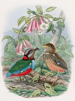 A colorful and lively watercolor painting showcasing brightly colored birds that forage on the forest floor