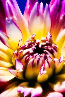 Dahlia Prints: Colorful macro of a single isolated dahlia blossom in pop art painting style on blue background