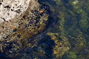 Tide Pools Prints: Colorful marine life and clear water observed along rocky shoreline during bright sunny day