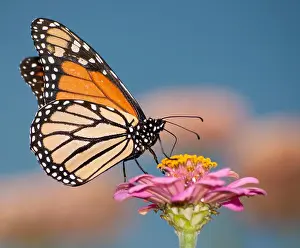 Dorsal Prints: Colorful migrating Monarch butterfly feeding against blue sky