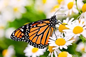 Colorful monarch butterfly sitting on chamomile flowers
