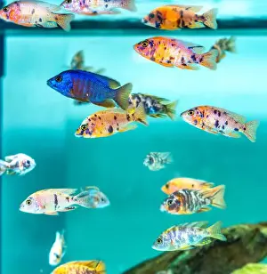 Goldfish Prints: Colorful OB Peacock cichlids in freshwater aquarium