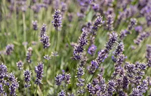 Seasonal Colors Prints: Colorful outdoor closeup floral nature image of blooming wild violet lavender on a green meadow on a hot sunny summer