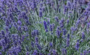 Colorful outdoor closeup floral nature image of blooming wild violet lavender a green meadow on a sunny summer day