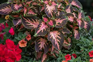 Colorful outdoor floral macro of a green red orange violet painted nettle / solenostemon in a bouquet with