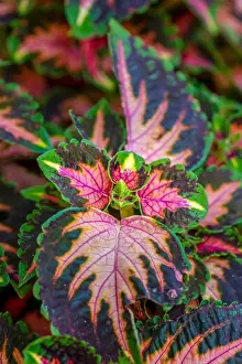 Colorful outdoor floral macro of a green red orange violet painted nettle / solenostemon taken on a sunny summer day