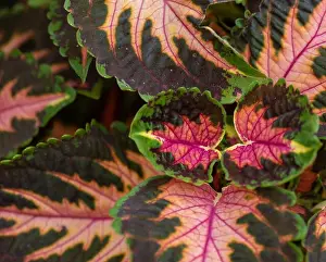 Colorful outdoor floral macro of a green red orange violet painted nettle / solenostemon taken on a sunny summer day
