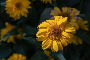 False Prints: Colorful outdoor floral macro image of a yellow blooming false sunflower / heliopsis sunflowe