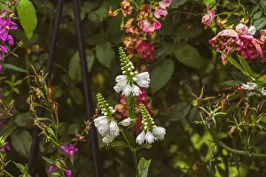Fading Prints: Colorful outdoor image of three blossoms of a green white false dragonhead/obedient/obedience plant in front of a rose