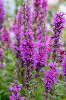 Purple Lythrum Prints: Colorful outdoor natural close up floral image of a field of purple loosestrife in a garden on a summer day