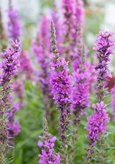 Colorful outdoor natural close up floral image of a field of purple loosestrife in a garden on a summer day