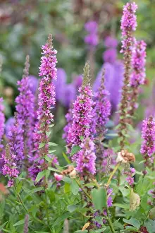 Purple Lythrum Prints: Colorful outdoor natural close up floral image of a field of purple loosestrife in a garden on a summer day