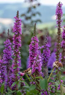 Purple Lythrum Prints: Colorful outdoor natural close up floral image of a field of purple loosestrife in a garden on a summer day