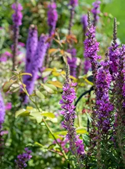 Colorful outdoor natural close up floral image of a field of purple loosestrife taken in a garden on a summer day with