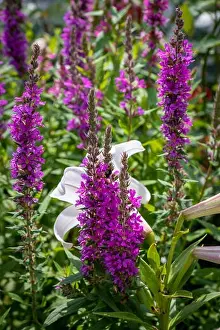 Purple Lythrum Prints: Colorful outdoor natural close up floral image of a field of purple loosestrife taken in a garden on a summer day with
