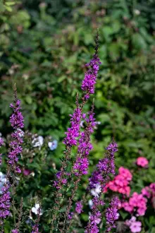 Purple Lythrum Prints: Colorful outdoor natural close up floral image of a field of purple loosestrife taken in a garden on a summer day with