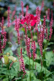 Field Flower Prints: Colorful outdoor natural close up floral image of a field of purple red snakeroot / snakeweed / bistort blossoms in a