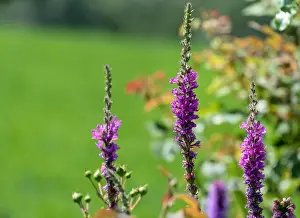 Colorful outdoor natural close up floral image of purple loosestrife blossoms taken in a garden on a hot summer day