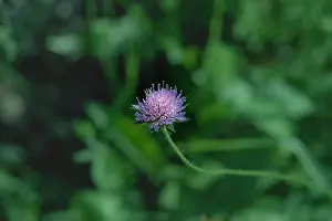 Clover Prints: Colorful outdoor nature closeup image of a single isolated red clover wild flower on natural blurred green background