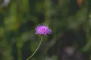 Clover Prints: Colorful outdoor nature closeup image of a single isolated red clover wild flower on natural blurred green background