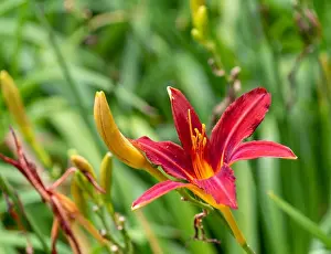 Colorful outdoor nature macro image of a blooming red daylily blossom with a beetle on its petals with natural green