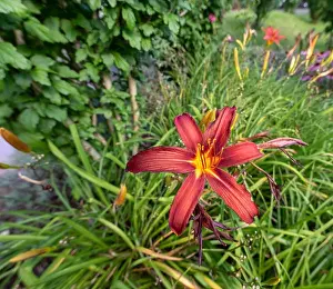 Colorful outdoor nature macro image of a blooming red yellow daylily blossom on a natural green blurred background