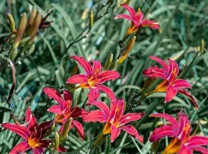 Colorful outdoor nature macro image of a field of blooming red yellow daylily blossoms on a natural green blurred