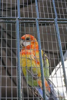 Feathered Friend Prints: Colorful parrot in a cage. Avian species confined behind heavy metal bars