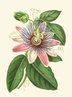 Passion Flower Prints: Colorful Passion Flower Illustration: A digital vintage-style flower on a plain beige background