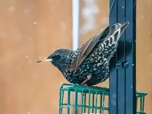 Watchful Prints: Colorful patterned feathers on a european starling perched on top of a suet feeder on a snowy spring day in a backyard